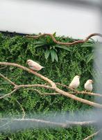 Zebravinken 2025, Dieren en Toebehoren, Meerdere dieren, Tropenvogel