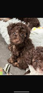 Prachtige, speelse Maltipoo pups 🐶, Dieren en Toebehoren, CDV (hondenziekte), 8 tot 15 weken, Teef, Meerdere