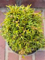 Hedera Helix Dyinni p13 (Dwerghedera), Ophalen of Verzenden, Bloeit niet, Klimplanten, Halfschaduw