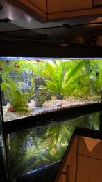 Aquarium compleet met pompjes, verwarming en vissen, Dieren en Toebehoren, Ophalen, Zo goed als nieuw, Gevuld zoetwateraquarium
