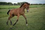 Te koop: prachtig hengstveulen van One Million x SanRemo, Dieren en Toebehoren, Paarden, Minder dan 160 cm, Niet van toepassing