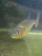 Manuli piranha 18cm, Vis