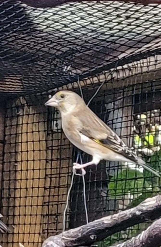 hybride van Distelvink x Groenling, Dieren en Toebehoren, Vogels | Overige Vogels, Wildzangvogel, Vrouwelijk, Geringd