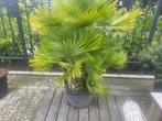 Chamaerops humiis Vulcano dwergpalm, 100 tot 250 cm, Zomer, Palmboom, Ophalen