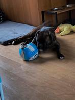 Gevraagd lekke Voetbal(len) Alleen Zwijndrecht, Dieren en Toebehoren, Ophalen