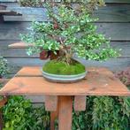 Bonsai Lonicere Shohin, Vaste plant, Bloeit niet, Halfschaduw, Ophalen