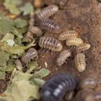 15x Armadillidium vulgare “St. Lucia” isopods / pissebedden, Overige soorten