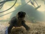 Sternotherus odoratus / Muskusschildpad baby’s Pasgeboren, Dieren en Toebehoren, Reptielen en Amfibieën, Schildpad
