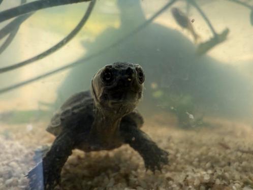 Sternotherus odoratus / Muskusschildpad baby’s Pasgeboren, Dieren en Toebehoren, Reptielen en Amfibieën, Schildpad