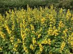 Puntwederik, Volle zon, Vaste plant, Zomer, Ophalen