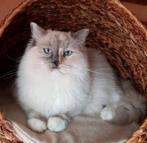 2 mooie gesterliseeerde ragdoll poezen , liefst samen, Dieren en Toebehoren, Poes, Gechipt, 6 jaar of ouder