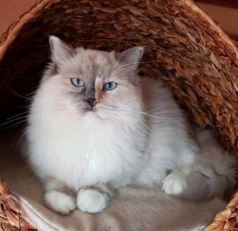 2 mooie gesterliseeerde ragdoll poezen , liefst samen, Dieren en Toebehoren, Katten en Kittens | Raskatten | Langhaar, Poes, 6 jaar of ouder