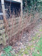 Frambozen planten, Ophalen, Minder dan 100 cm, Overige soorten, Zomer