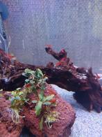 Rode garnalen, Kreeft, Krab of Garnaal