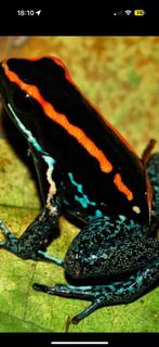 Volwassen groep phyllobates vittatus. 5 stuk, Dieren en Toebehoren, Reptielen en Amfibieën, Amfibie, 0 tot 2 jaar