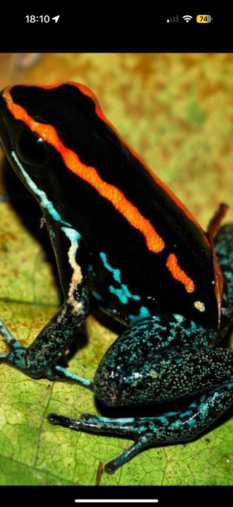 Volwassen groep phyllobates vittatus. 5 stuk