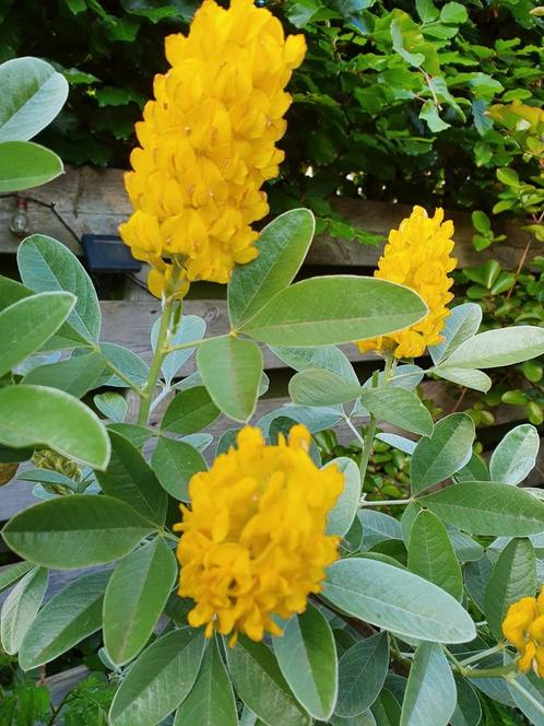 Argyrocytisus battandieri / Marokkaanse boombrem‼️, Tuin en Terras, Planten | Bomen, Bolboom, 100 tot 250 cm, Volle zon, Lente