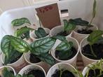 Monstera siltepecana - hangplant / klimplant, Ophalen, Overige soorten, Minder dan 100 cm