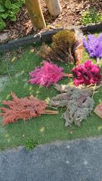 Gekleurd droogbloemen pampas pluimen, Ophalen of Verzenden, Zo goed als nieuw