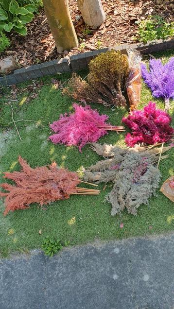 Gekleurd droogbloemen pampas pluimen beschikbaar voor biedingen