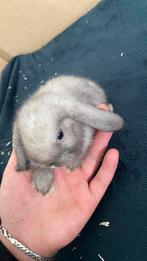 Mini Lop baby konijn ( vrouwtje ), Dieren en Toebehoren, Konijnen, Vrouwelijk, Klein