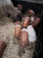 Te koop husumer biggen, Dieren en Toebehoren, Schapen, Geiten en Varkens, Vrouwelijk, Varken