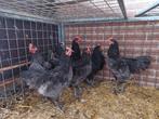 Australorp hanen, Dieren en Toebehoren, Pluimvee