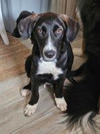 Leuke mix pups voor adoptie, Particulier, Rabiës (hondsdolheid), 15 weken tot 1 jaar, Buitenland