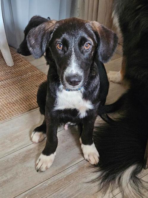 Leuke mix pups voor adoptie, Dieren en Toebehoren, Honden | Niet-rashonden, Middel, Meerdere dieren, Particulier, Meerdere, Buitenland