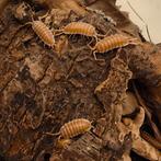 Porcellio hoffmannseggi, Dieren en Toebehoren, Overige soorten