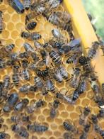 Bijenvolk - zwarte bij - apis mellifera mellifera, Dieren en Toebehoren, Bijen