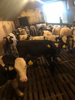 Blauwe Vaars kalveren – 3 maanden oud, Dieren en Toebehoren, Runderen, Vrouwelijk
