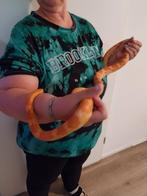 Koppel rattenslangen, Dieren en Toebehoren, Slang, Met terrarium, 3 tot 6 jaar