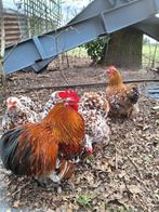 Broedeieren cochin kriel porselein, Dieren en Toebehoren, Pluimvee, Geslacht onbekend, Kip