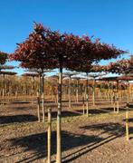 Quercus palustrus moeraseik dakbomen in maten!, Tuin en Terras, Ophalen of Verzenden, Bloeit niet, Halfschaduw, Overige soorten