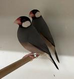 Rijstvogel poppen wildkleur broedrijp, Dieren en Toebehoren, Vrouwelijk, Tropenvogel, Geringd