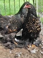 Toom brahma groot, Dieren en Toebehoren, Meerdere dieren, Kip