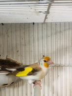 Kopel putter 2024 en 2023, Dieren en Toebehoren, Meerdere dieren, Wildzangvogel, Geringd