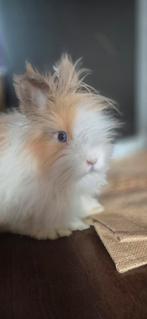 Teddy konijn te koop 50 euro ! Vanwegen zwangerschap, Mannelijk