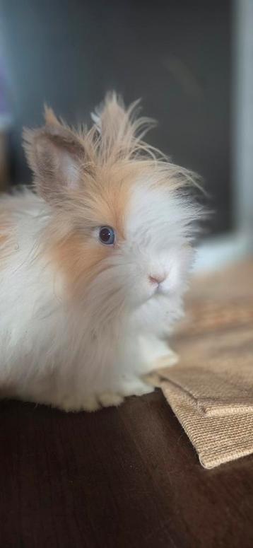 Teddy konijn te koop 50 euro ! Vanwegen zwangerschap  beschikbaar voor biedingen