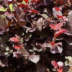 Rode bladhoudende beukenhagen, beukhaag, fagus, Tuin en Terras, Ophalen of Verzenden, Beukenhaag, Haag, 100 tot 250 cm