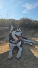 Lieve husky zoekt forever home!, Parvo, Eén hond, 3 tot 5 jaar, Nederland