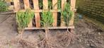 Taxus bacatta | Wortelgoed, Tuin en Terras, Planten | Struiken en Hagen, Ophalen, Taxus, Struik, Minder dan 100 cm