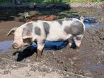 Te koop kruising Bonte Bentheimer biggen, Dieren en Toebehoren, Meerdere dieren, Varken, 0 tot 2 jaar