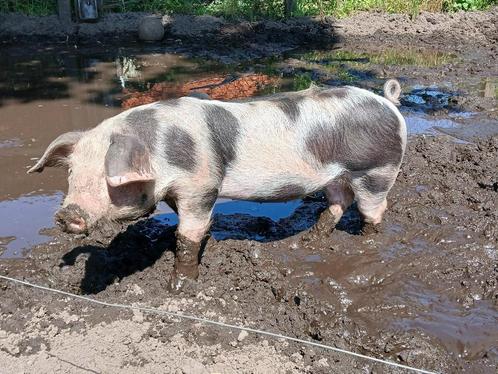 Te koop kruising Bonte Bentheimer biggen, Dieren en Toebehoren, Schapen, Geiten en Varkens, Varken, Meerdere dieren, 0 tot 2 jaar