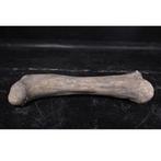 Dinosaur Bone – Dinosaurus beeld Lengte 118 cm, Verzamelen, Nieuw, Ophalen