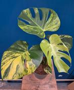 Monstera Aurea Variegata p17 (3), Ophalen of Verzenden, Halfschaduw, Minder dan 100 cm