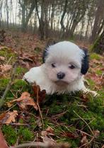 Schattige Boomer pup, teefje, Malteser-Shitzu, klein, Maltezer, CDV (hondenziekte), 8 tot 15 weken, Teef