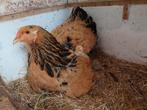 Colombia buff zwart hen 2jaar en kuiken van juli 2025, Dieren en Toebehoren, Pluimvee, Vrouwelijk, Kip