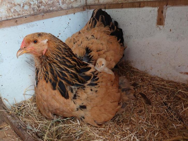 Colombia buff zwart hen 2jaar en kuiken van juli 2025, Dieren en Toebehoren, Pluimvee, Kip, Vrouwelijk
